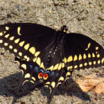 440px-Black_Swallowtail,_male,_Ottawa