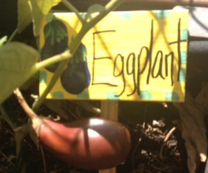 EggplantOct52014