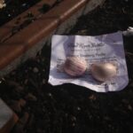 Shantang Purple garlic