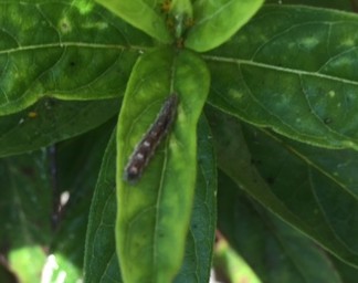 Caterpillar on milkweed