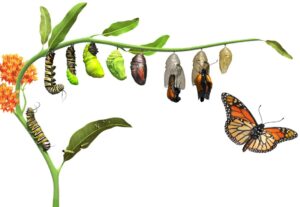 DK_butterfly_Lifecycle_Rev05_affmr0