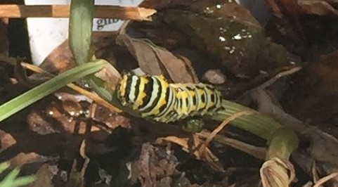 Caterpillar in corner planter; June 15, 2016 