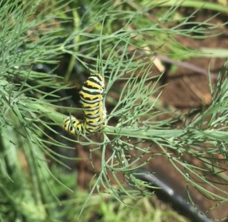 Chomping caterpillar