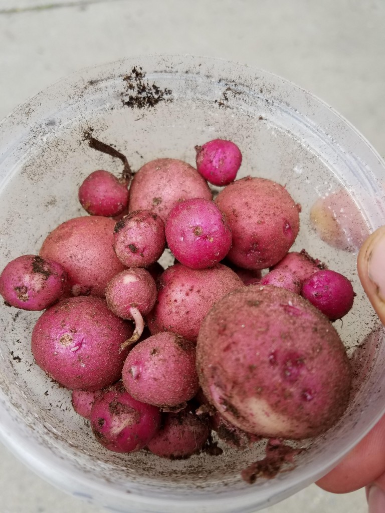 These Red Norland potatoes are an early maturation variety. We chose one that could be harvested before the end of the school year.