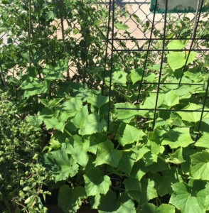Be mindful of the cucumber plants--the ones in the K1 bed with large leaves. The stems are very prickly!
