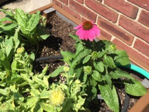 Echinacea cone flower brightens up the teaching bed. The sorrel next to it tastes really tangy. Everything in this bed is edible!