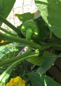 Look closely in the K-3 + 1-1 beds and youll see some sweet peppers.